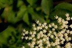 Bianco distacco