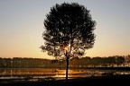 alba