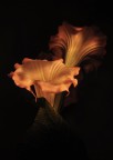 omaggio a Georgia O'Keeffe