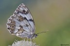 Melanargia lachensis