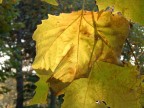 venature d'autunno