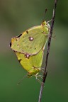 Due Colias