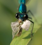 Nikon D90 + Tamron 90 f2,8 + tripode + remoto 
F 14 1/200 ISO 250

Foto HR: http://lh3.ggpht.com/__QciaCaXYGQ/TIPPrxoUFwI/AAAAAAAAA7c/mSJHv2I1xgk/DSC_0303.jpg

Ecco il primo piano di una Calopteryx Splendens mentre mangia.

Critiche e consigli ben accetti.