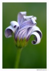 Hairdress in flower