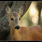 Capriolo # 1