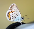 Scatto rubato al volo mentre la farfalla si riposava sul manubrio del mio scooter
