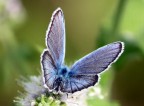 Farfalla morbidosa