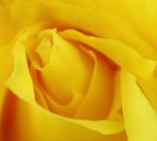 Rosa gialla