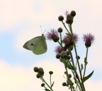 farfalla in fiore