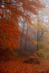 Colors in the fog