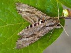 sfingide da identificare