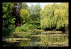 Ninfee- Monet