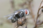 la mosca 2