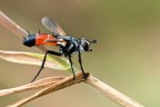 Dittero (Cylindromyia sp.)
