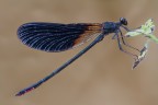 Damigella &quot;nerina&quot; 2