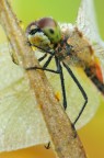 Libellula