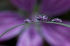 gocce di malva