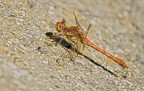 Libellula