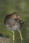Gallinella d'acqua(Gallinula chloropus)