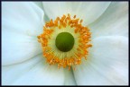 MACRO BULBO