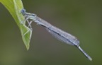 Damigella Mattutina