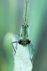 Nikon D90 + Tamron 90 f2,8 + tripode + remoto
F18 1/6 ISO 200

Foto HR: http://lh5.ggpht.com/__QciaCaXYGQ/TI6EQWytwUI/AAAAAAAAA8E/xFXnJ9_ox2E/DSC_0357.jpg

Foto HR croppata: http://lh5.ggpht.com/__QciaCaXYGQ/TI6ZY4SrgDI/AAAAAAAAA8c/6jO2UqJtlSc/DSC_0357A1.jpg
Ecco un alto primo piano che penso di aver curato meglio del pecedente.
Critiche e consigli ben accetti.