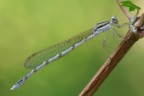 Damigella Argentata