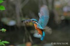 Laggi dove volano i martini