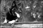 Lupo