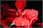 fiore e gocce