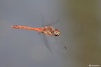 In volo