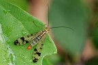 Mosca scorpione