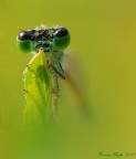Damigella verde