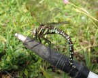 libellula