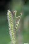 Mantide