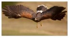 Volo