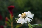 Fiore