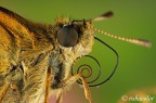 Un F 22 per l'oclhodes