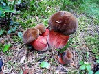 erythropus