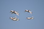 Pattuglia Acrobatica Croata - "Krila Oluje Team"
Manifestazione aerea Rivolto (UD) 11-12/09/2010
Cinquantesimo anniversario della Pattuglia Acrobatica Nazionale
Frecce Tricolori