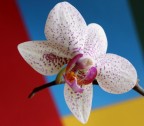 colori