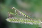 Altra mantide