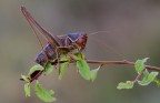 Tettigonia da &quot;combattimento&quot;