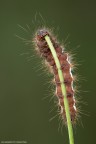 Bruco Melitea