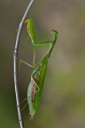 Mantide religiosa