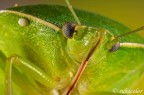Cimice da vicino