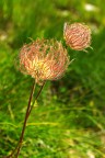 piumino