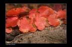 Fuoco d'autunno