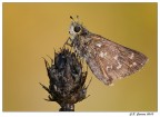 Una piccola farfalla
