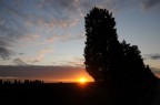alberi